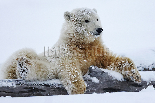 이미지 미리보기