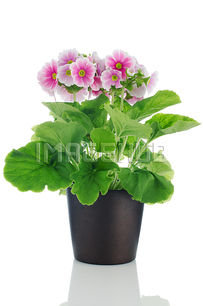 이미지 미리보기