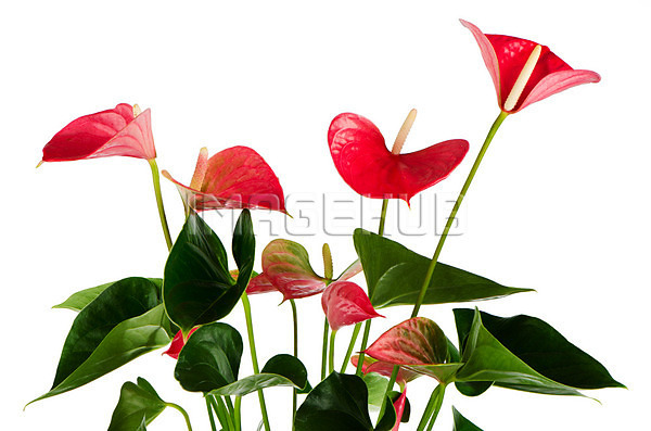 이미지 미리보기