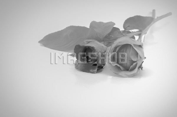 이미지 미리보기