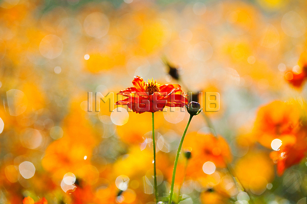 이미지 미리보기