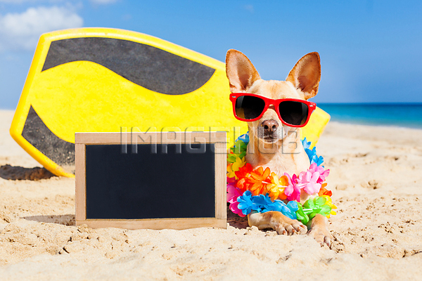 이미지 미리보기