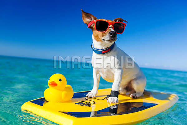 이미지 미리보기