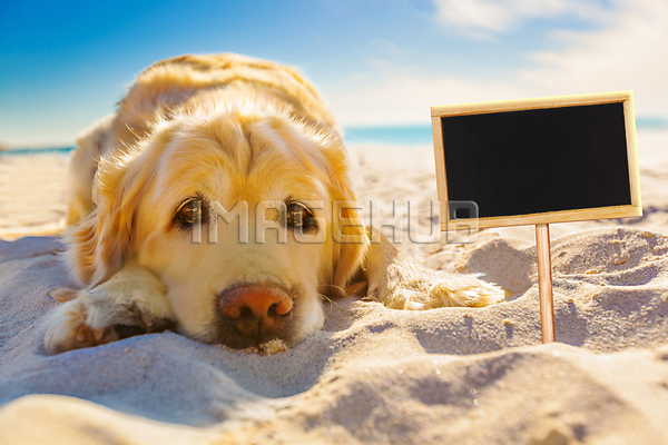 이미지 미리보기