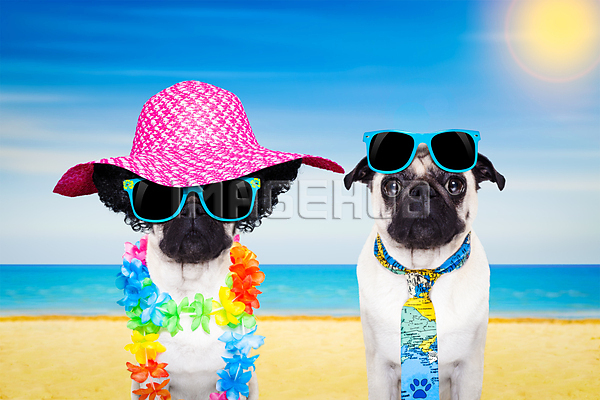 이미지 미리보기