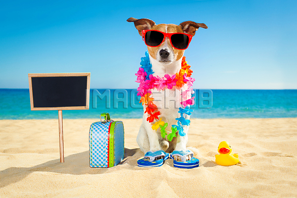 이미지 미리보기