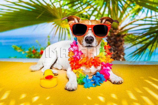 이미지 미리보기