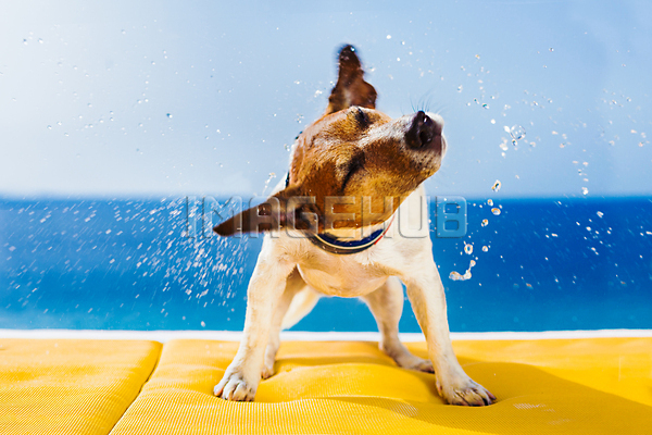 이미지 미리보기