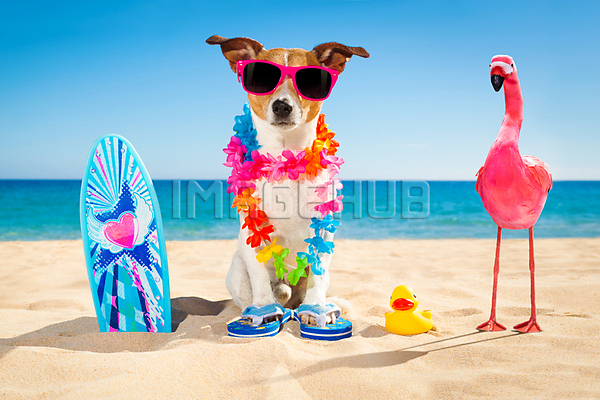 이미지 미리보기