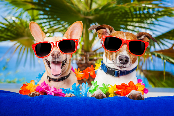 이미지 미리보기