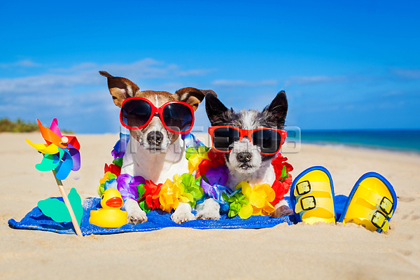 이미지 미리보기