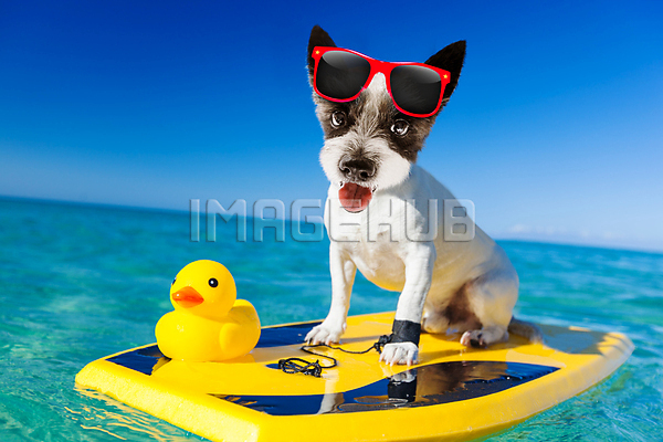 이미지 미리보기