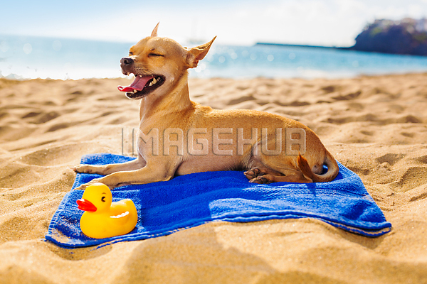 이미지 미리보기