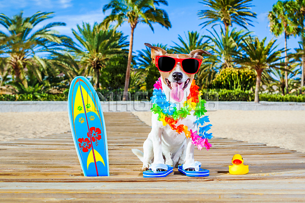 이미지 미리보기