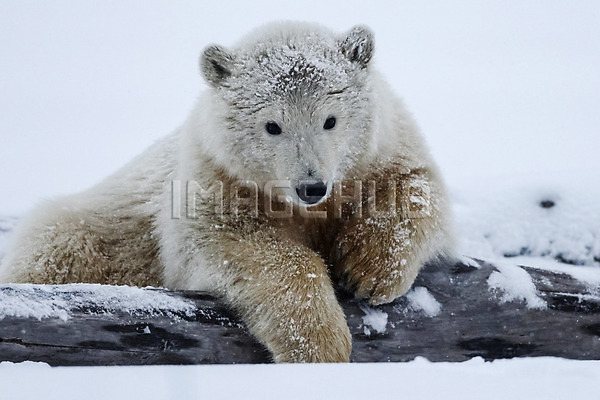 이미지 미리보기