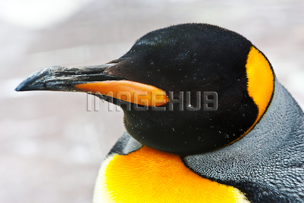 이미지 미리보기