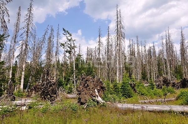 이미지 미리보기
