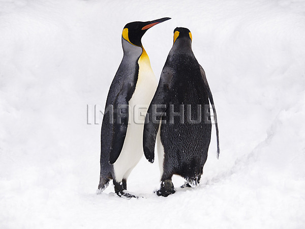 이미지 미리보기