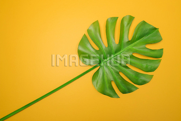 이미지 미리보기